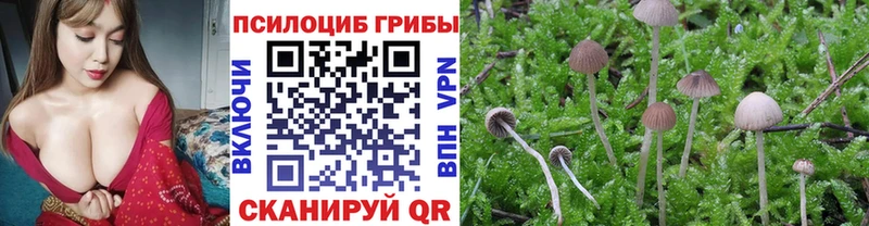 Псилоцибиновые грибы Psilocybine cubensis  где продают   Ефремов 